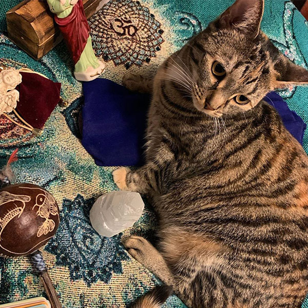 Long Distance Animal Reiki + Communication Session