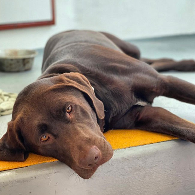 Long Distance Animal Reiki + Communication Session - Image 2